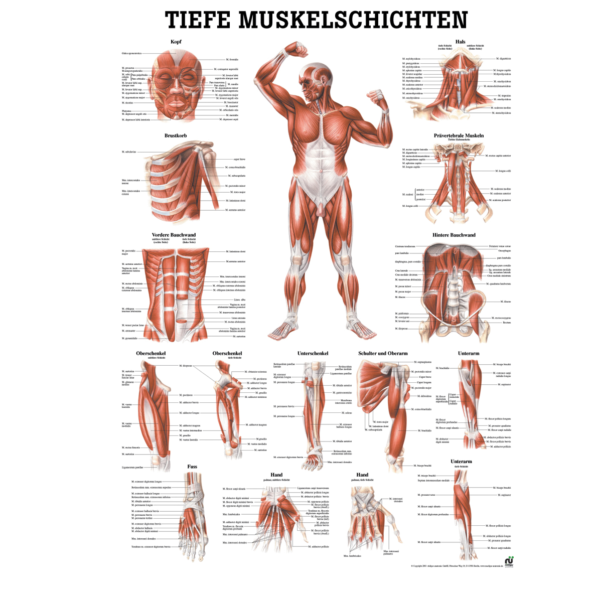 Anatomische Lehrtafel "Tiefe Muskelschichten - Frontansicht"